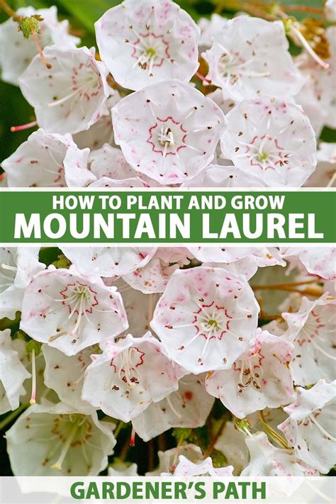 How To Grow Mountain Laurel Kalmia Latifolia Gardeners Path