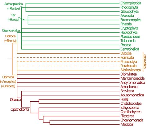 Phylogenetics Root Of The Eukaryotic Tree Of Life