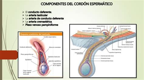 Cordón espermático Hernia Inguinal Fascia Vaginal Medicine Lanyards