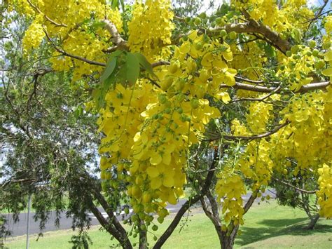 Kanikonna Known As The Golden Shower Tree Is The State Flower Of