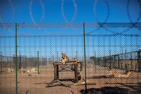 ギャラリー：南アフリカ、ライオン牧場が抱える深い闇 写真15点 ナショナルジオグラフィック日本版サイト