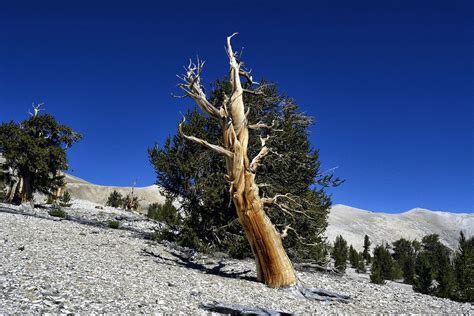 Ancient Bristlecone Pine Forest The Nevada Travel Network