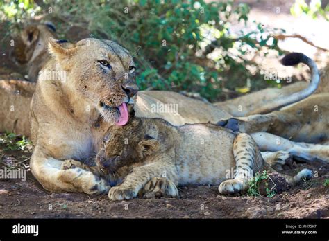 Mother Lioness Cleaning Her Cub Stock Photo Alamy