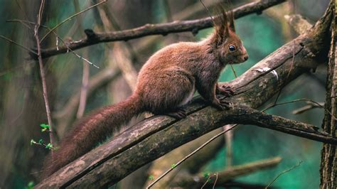 Cute Red Squirrel Wallpaper