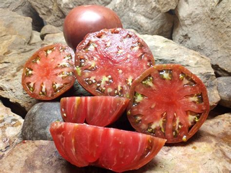 1884 Purple Tomato Bounty Hunter Seeds Rare Heirloom Seed