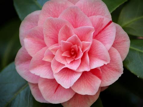 55 Best Pink Flowers With Names And Pictures Florgeous