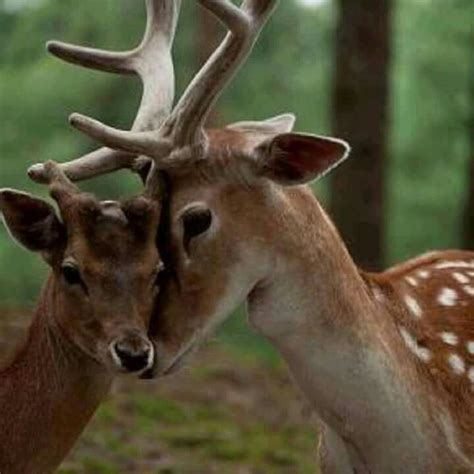 353 Best Deer Images On Pinterest Deer Wild Animals And Animal Kingdom
