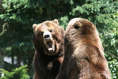 Grizzly Bear Fighting Stock Photos Pictures And Royalty Free Images Istock