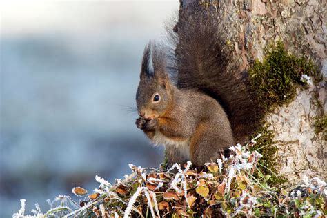 Red Squirrel Eating Hazelnut Winter Bavaria Germany Sciurus