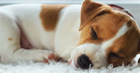 How Many Hours A Day Do Dogs Sleep Saatva