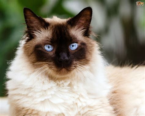 Himalayan Cat Breed Facts Highlights And Buying Advice