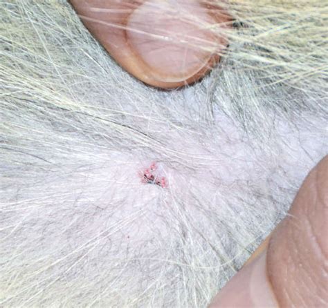 Ticks On Dogs Tick Scabs And Bites With Pictures When Ticks Become