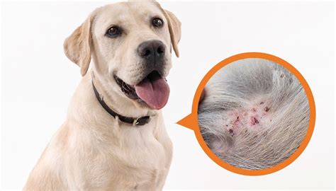 Understanding Folliculitis In Dogs Puainta®