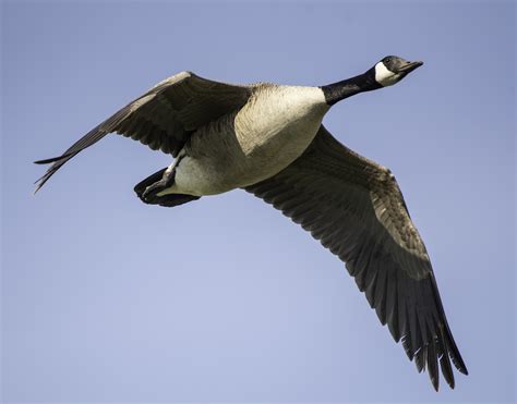 Canadian Goose Closeup In Flight Image Free Stock Photo Public
