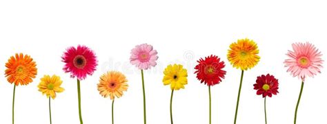 Flower Border Stock Photo Image Of Floral Flower Bright 3566532