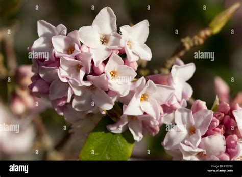 Fragrant Winter Flowers Of The Evergreen Shrub Daphne Bholua