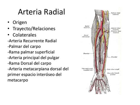 Arterias Del Antebrazo Y La Mano