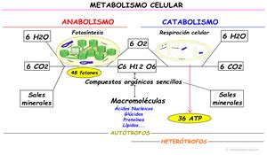 Arriba Imagen Mapa Mental Del Anabolismo Abzlocal Mx