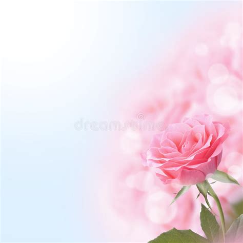 Beautiful Pink Rose Stock Photo Image Of Date Passion 51719554