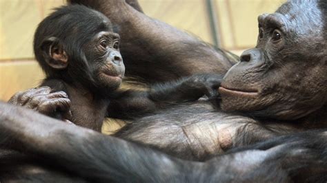 Move Over Chimps Bonobos Might Reveal More About Human Ancestry Cbs