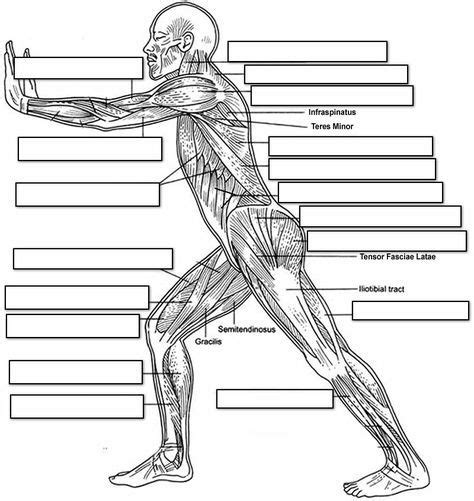 Human muscle system, the muscles of the human body that work the skeletal system, that are under voluntary control, and that are concerned with the following sections provide a basic framework for the understanding of gross human muscular anatomy, with descriptions of the large muscle groups. label the muscles of the body (side view) | Muscle anatomy, Musculoskeletal system, Yoga anatomy