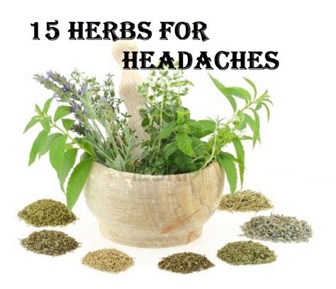 15 Herbs For Headaches The Homestead Garden The Homestead Garden