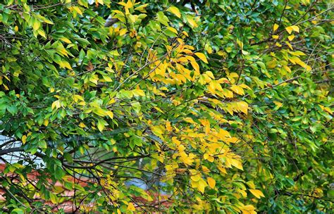 Yellowing Leaves Green Free Photo On Pixabay Pixabay