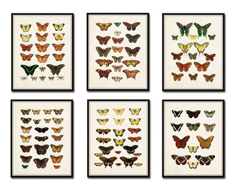 Vintage Butterfly Print Set No 1 Bellebotanica