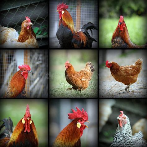 Beautiful Images With Farm Birds Stock Photo Image Of Gray Animal