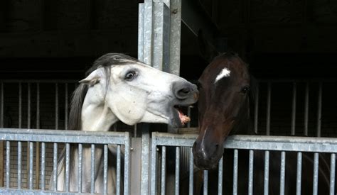 Signals In Horse Communication By Marijke De Jong