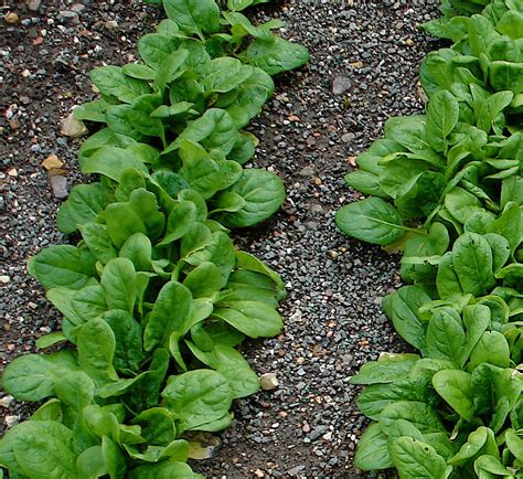 How To Grow Spinach The Homestead Garden