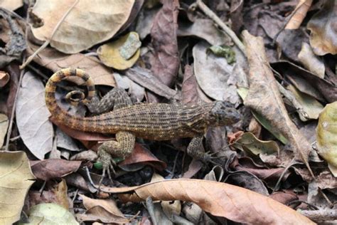 Meet The Curly Tail Lizard That Will Eat Almost Anything