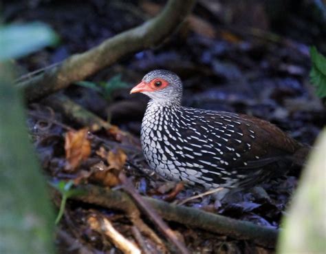 Ceylon Spurfowl After 20hrs Of Driving And 20hrs Of Waitin Flickr