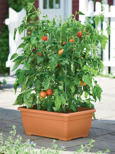 Tomato Towers Tall Tomato Cages Orders 125 Ship Free Gardeners