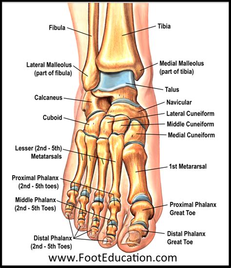Bones And Joints Of The Foot And Ankle Overview Footeducation