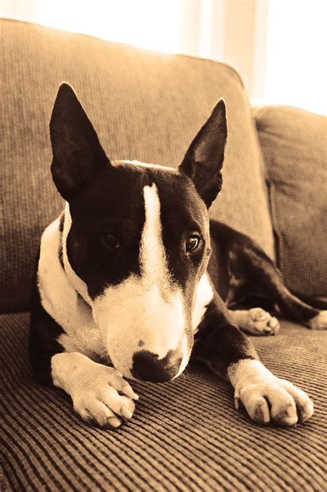 25 English Bull Terrier Black And White Pic Bleumoonproductions