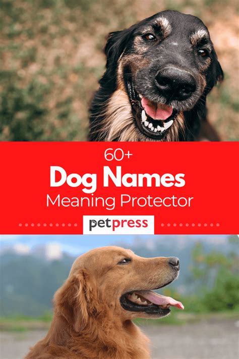 68 Dog Names Meaning Protectors For Male And Female Dogs