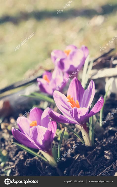 Schöne Violette Krokusse Garten Einem Sonnigen Tag — Stockfoto