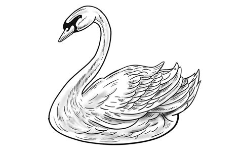 How To Draw A Swan A Tutorial On How To Draw A Realistic Swan