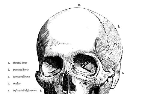 Human Skull Bones Tattoo Bone Tattoos Skull Human Skull