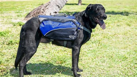 Getsearchinfo provides comprehensive information about your query. The 5 Best Harnesses For Large Dogs