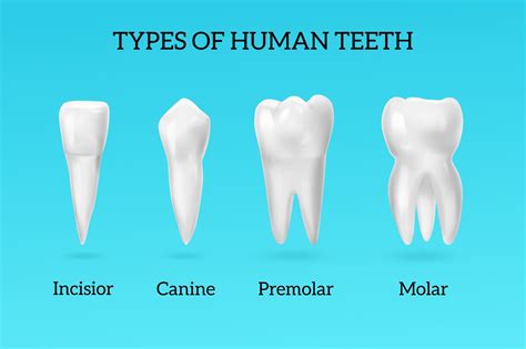 The 4 Types Of Teeth And Why Do We Have Them