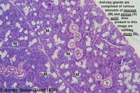 A Submandibular Gland 40x 1