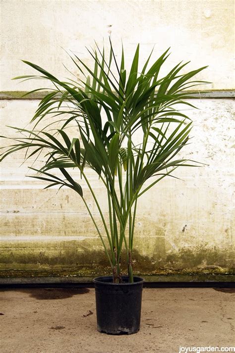 An Elegant Plant For Lower Light The Kentia Palm