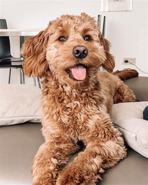 How Much Does A Goldendoodle Cost 2023 We Love Doodles