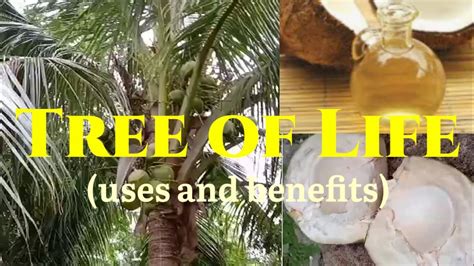 Parts Of Coconut Tree And Their Uses And Benefits Youtube