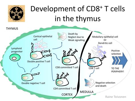 PPT Development Of CD T Cells In The Thymus PowerPoint Presentation ID