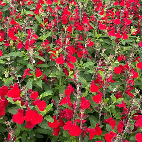 Salvia Greggii Radio Red Autumn Sage Uspp 26362 45 Pot