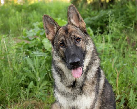 Sable German Shepherd Dog Ph