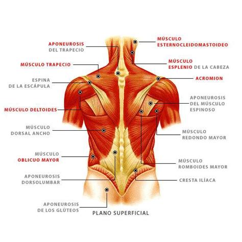 Los Musculos De La Espalda Anatomía Función And Imágenes 2022